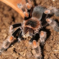 B.Smithi