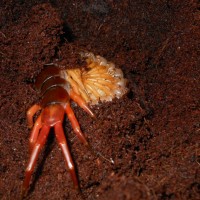 Scolopendra subspinipes brood