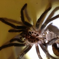 Lasiodora parahybana was 3.5 inches new pic