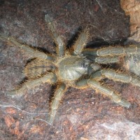 Haplopelma schmidti