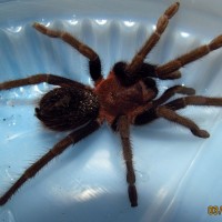 Tarantula