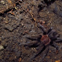 Unidentified Honduran Tarantula