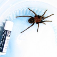 Unidentified Honduran Tarantula