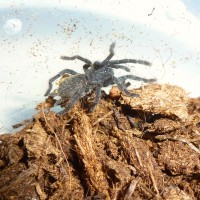 Haplopelma vonwirthi