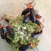 Blister Beetles