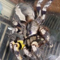 p,regalis