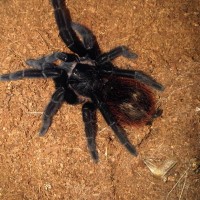 Brachypelma Vagans