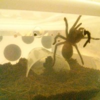 B. Albopilosum (Oscar) waving