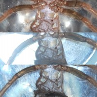 B.boehmei #71