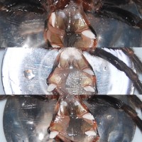 C.fasciatum#2