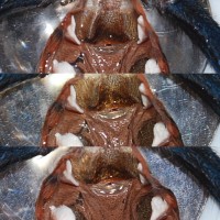 C.cyaneopubescens#2