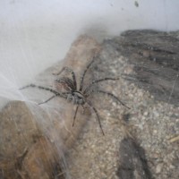 The Desert Funnel Weaver Spider (Agelenopsis Aperta)