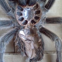 5.5"+ G. Rosea, Female or Male??? Suspected Female!