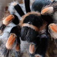 b.smithi