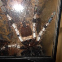 P. Regalis