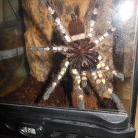 P. Regalis