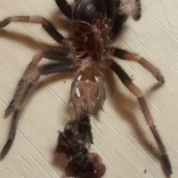 B.smithi ... M or F ??