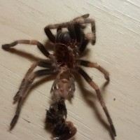 B.smithi ... M or F ??
