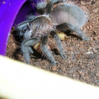 B.albopilosum first time feeding