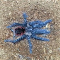 pamphobeteus nigricolor