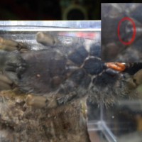 A. avicularia