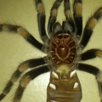 B auratum