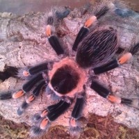 laying down after molt
