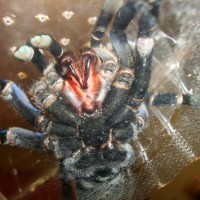 Haplopelma Lividum