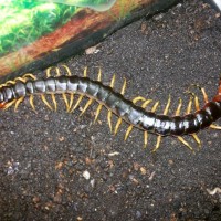 Scolopendra v. viridicornis/ male