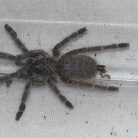 Pt Chordatus or murinus tcf?