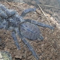 Pt Chordatus or murinus tcf?