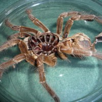 Male or female? Stirmi or Blondi?