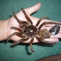 Male or female? Stirmi or Blondi?