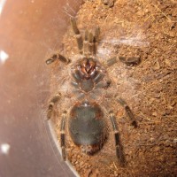 G. Pulchripes Male or Female