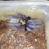 Listed as 'Singapore Blue' Cyriopagopus spp