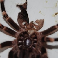 A. Geniculata 2 inches
