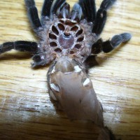 B. vagans no.2