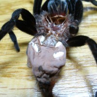 B. vagans no.3