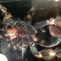 B.Smithi