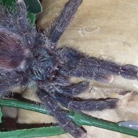 Avicularia avicularia??