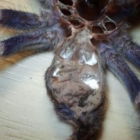 P.metallica