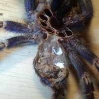 P.metallica