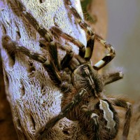 P. Ornata