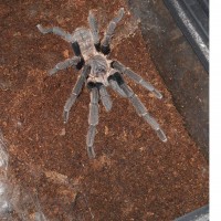 Mature Male Haplopelma Hainanum