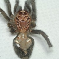 G. pulchra 1