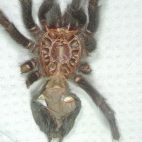G. pulchra 2