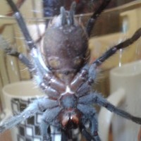 male or fem? b. vagans