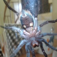 b. albiceps male or female? tnx.