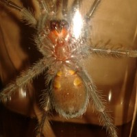 my another b. albiceps male or fem? tnx.