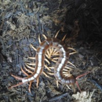 Scolopendra subspinipes subspinipes